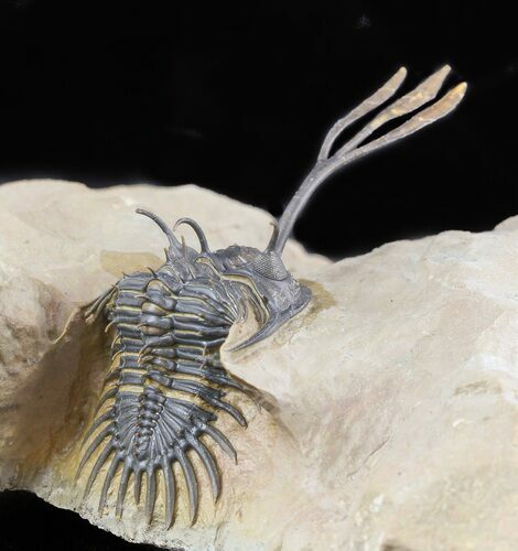 Superbly Prepared Walliserops Trilobite With Diademaproetus #47356